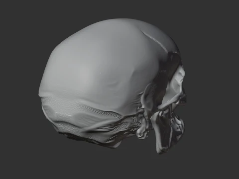 Aristosuchus Skull 3D Model
