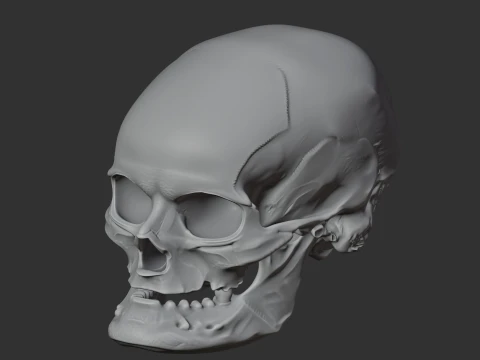 Aristosuchus Skull 3D Model
