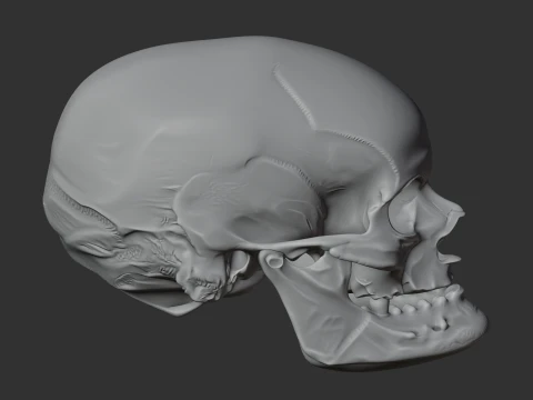 Aristosuchus Skull 3D Model
