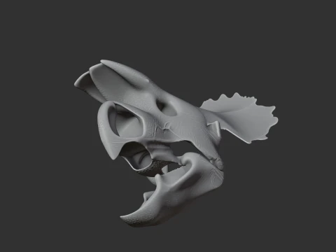 Avaceratops Skull 3D Model