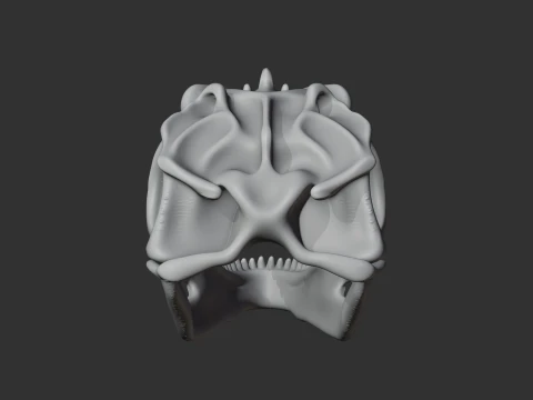 Gigantosaurus Skull 3D Model