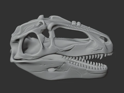 Gigantosaurus Skull 3D Model