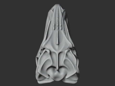 Gigantosaurus Skull 3D Model
