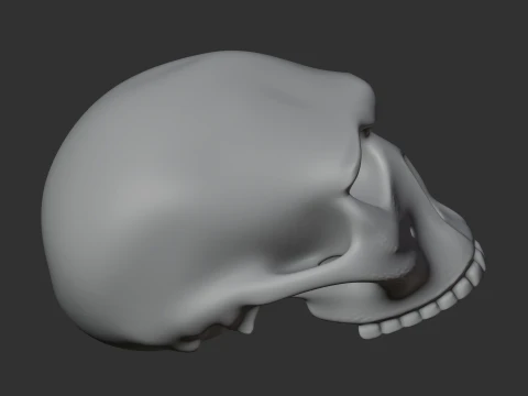 Homo Habilis Skull 3D Model
