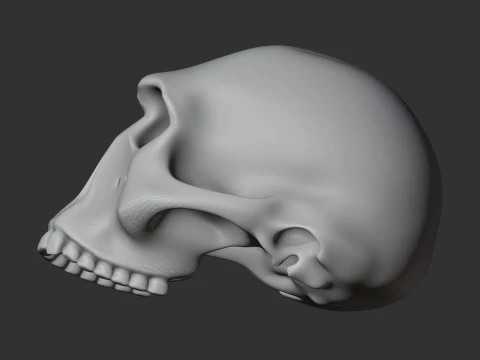 Homo Habilis Skull 3D Model