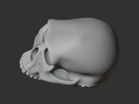 Homo Habilis Skull 3D Model