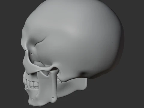 Human Skull 3D Model
