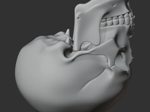 Human Skull 3D Model