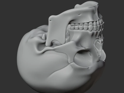 Human Skull 3D Model