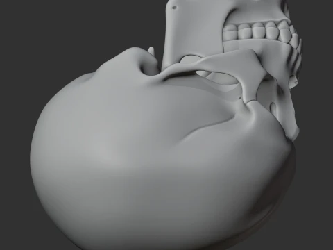 Human Skull 3D Model