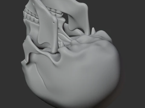 Human Skull 3D Model