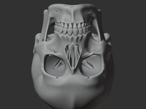Human Skull 3D Model