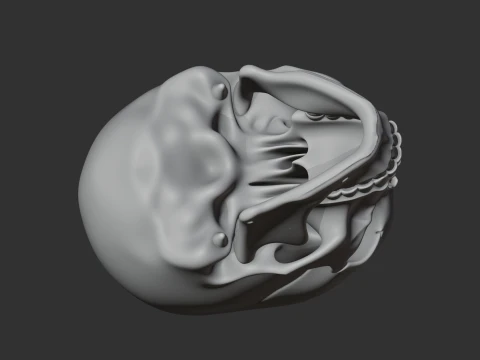 Human Skull 3D Model
