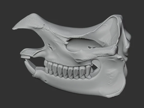 Javan Rhinoceros Skull 3D Model
