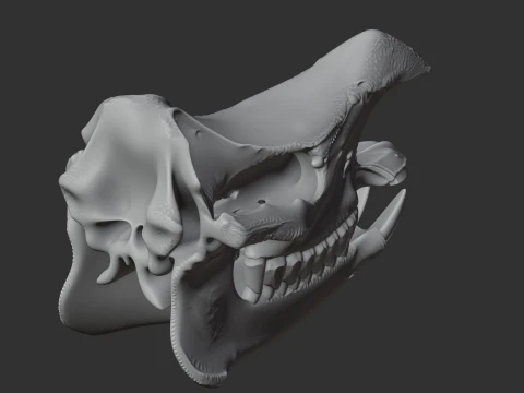 Javan Rhinoceros Skull 3D Model