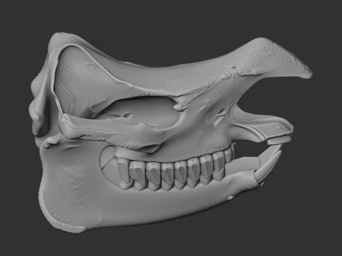 Javan Rhinoceros Skull 3D Model