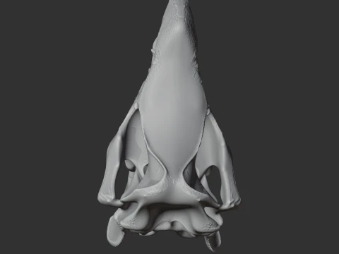 Javan Rhinoceros Skull 3D Model