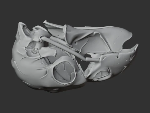Kaka Skull 3D Model