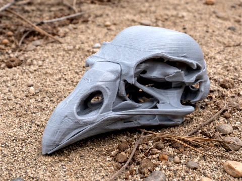 Kokako Skull 3D Model