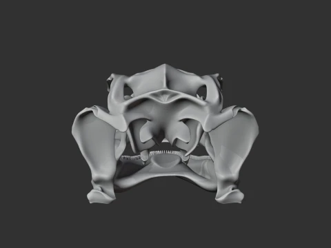 Leopard Gecko Skull 3D Model