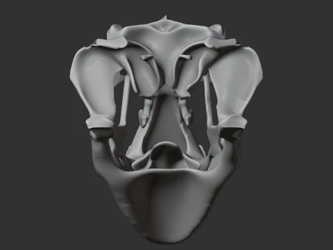 Leopard Gecko Skull 3D Model