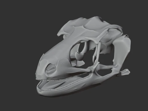 Leopard Gecko Skull 3D Model