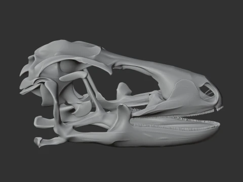 Leopard Gecko Skull 3D Model