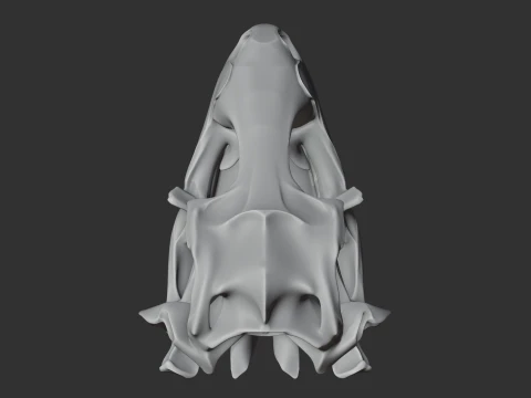 Leopard Gecko Skull 3D Model