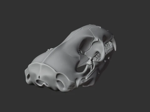 Leopard Seal Skull 3D Model