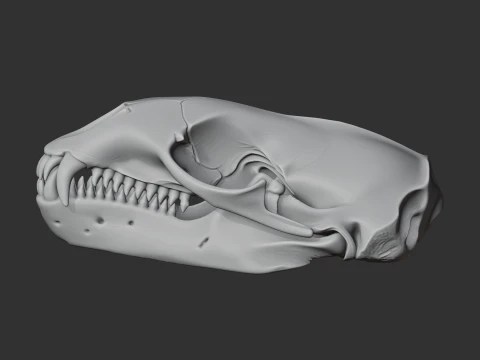 Leopard Seal Skull 3D Model