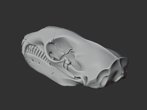 Leopard Seal Skull 3D Model