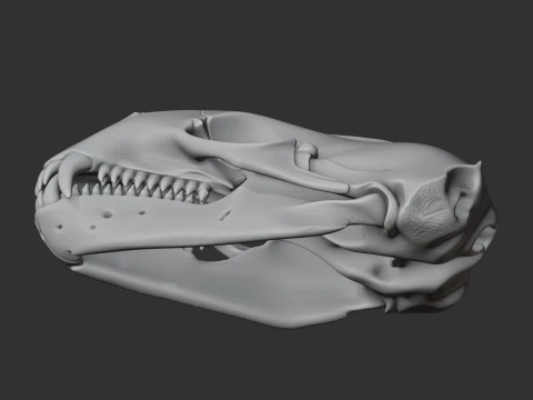 Leopard Seal Skull 3D Model
