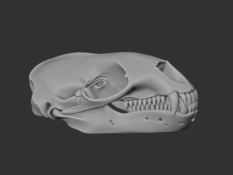 Leopard Seal Skull 3D Model