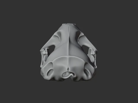 Leopard Seal Skull 3D Model