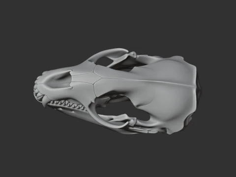 Leopard Seal Skull 3D Model