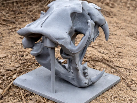 Leopard Skull 3D Model