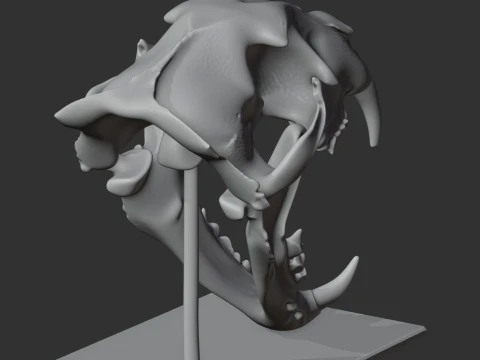 Leopard Skull 3D Model