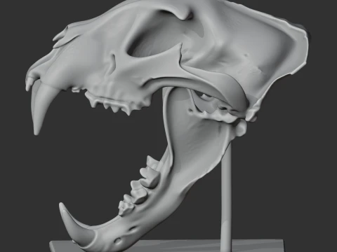 Leopard Skull 3D Model