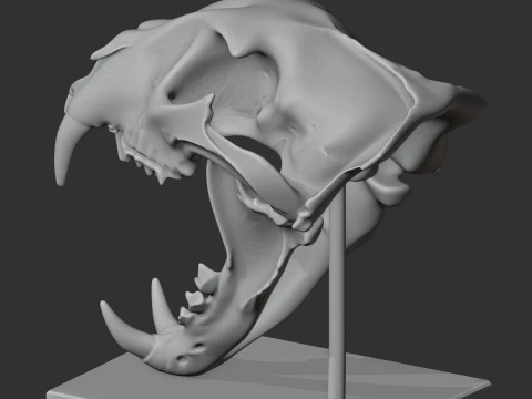 Leopard Skull 3D Model