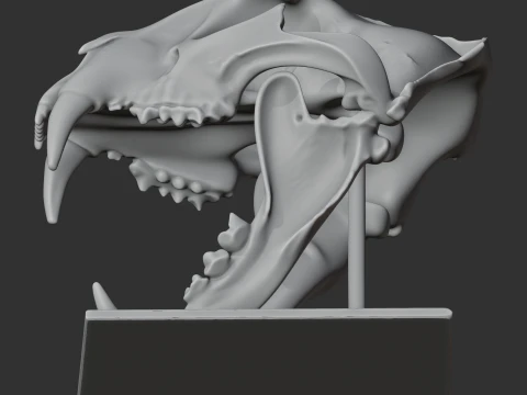 Leopard Skull 3D Model
