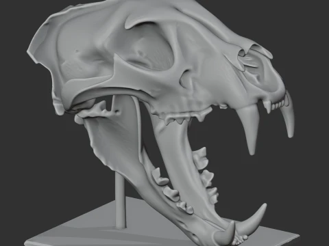 Leopard Skull 3D Model