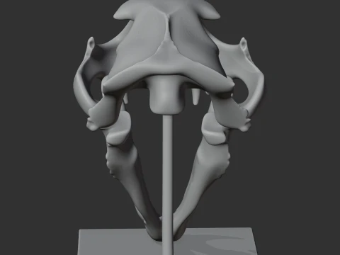 Leopard Skull 3D Model
