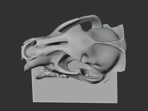 Leopard Skull 3D Model