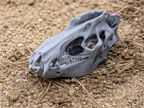 Lesser Hedgehog Tenrec Skull Modelo 3D