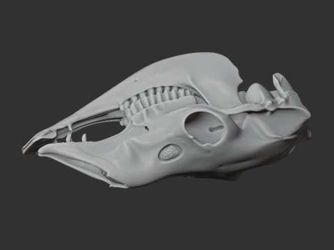 Llama Skull 3D Model
