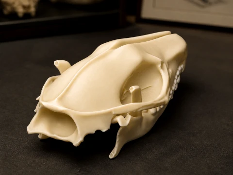 Long-eared Hedgehog Skull 3D Model