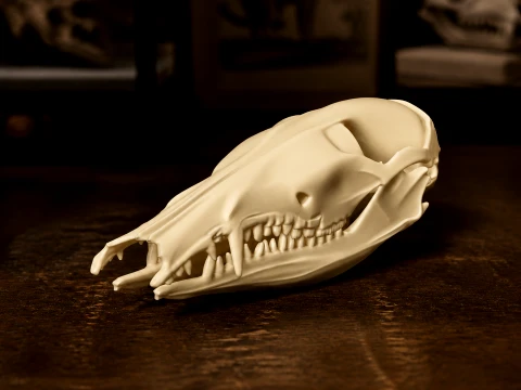 Long-nosed Bandicoot Skull 3D Model