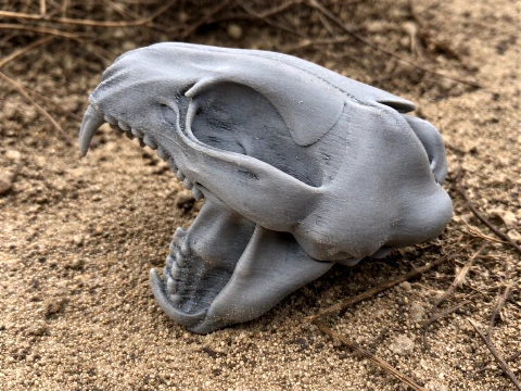 Lynx Skull 3D Model
