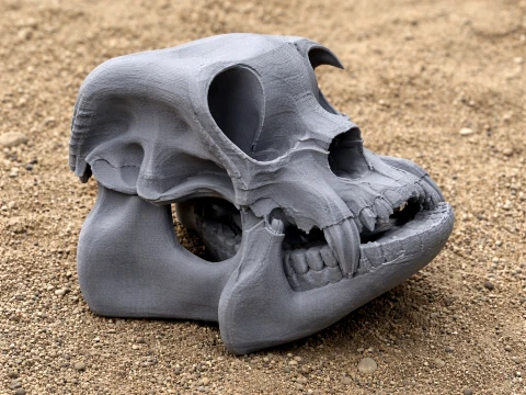 Macrauchenia Skull 3D Model