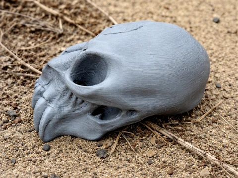Mandrill Skull 3D Model